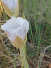 Calochortus ambiguus