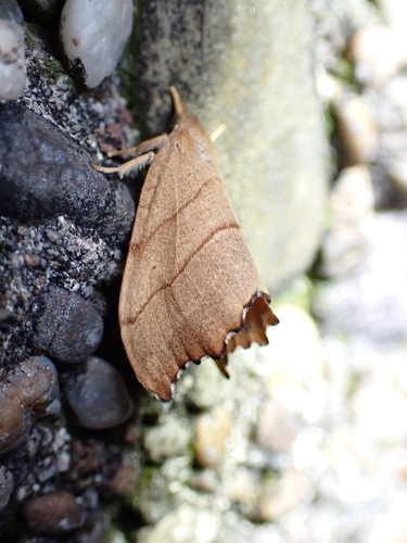 Scalloped Hook-tip, Schiermonnikoog, Niederlande, photo 9 of 10