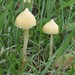 Yellow Unicorn Entoloma - Photo (c) Fluff Berger, some rights reserved (CC BY-SA), uploaded by Fluff Berger