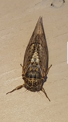 Clidophleps