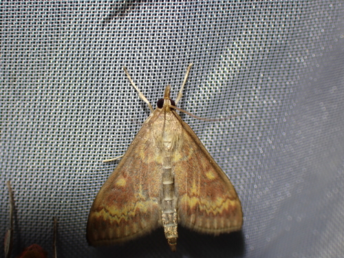European Corn Borer Moth, Schiermonnikoog, Niederlande, photo 6 of 10