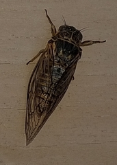 Clidophleps