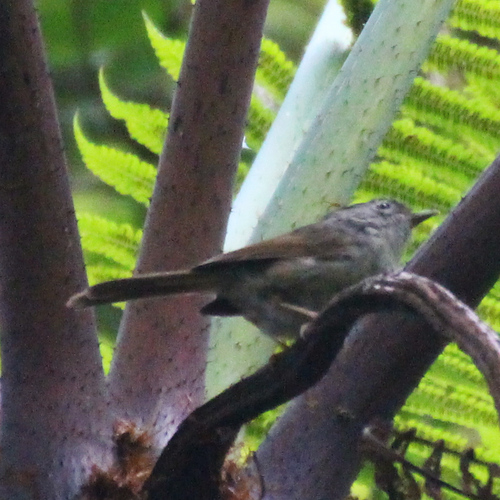 Mountain Fulvetta (Alcippe peracensis), photo 5