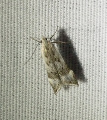 Coleotechnites invictella