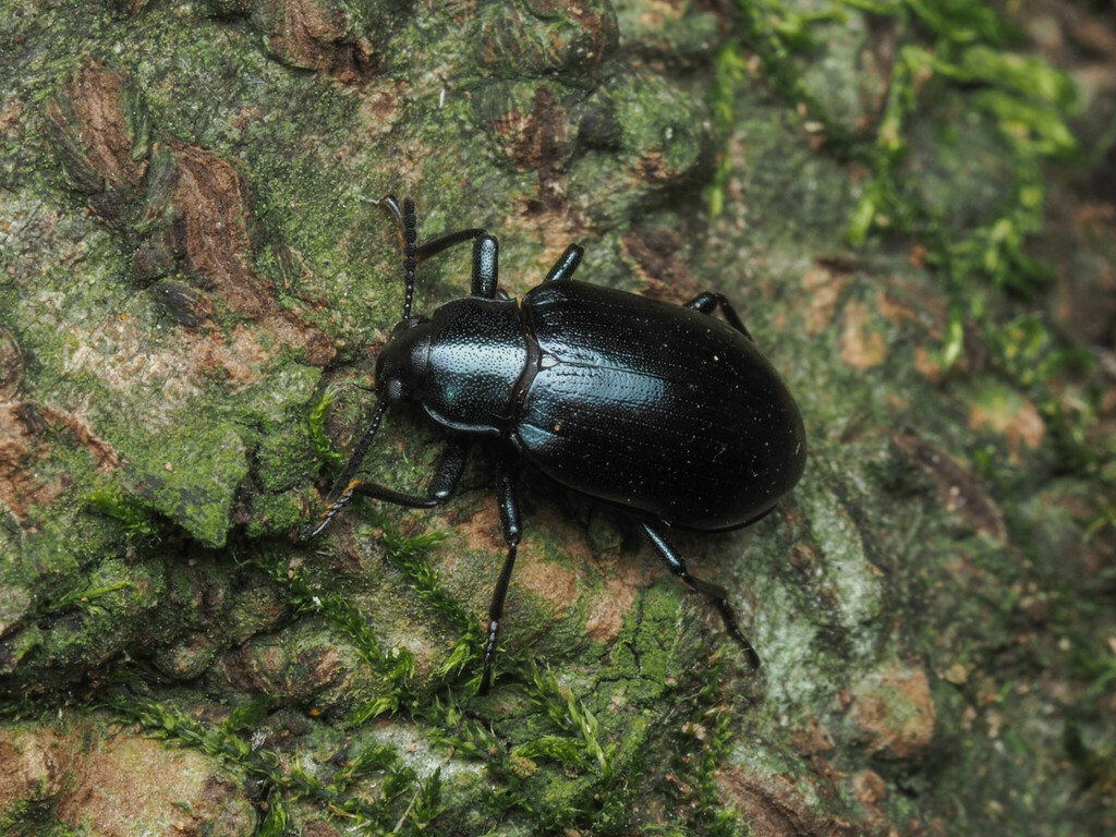 Simalura coerulea