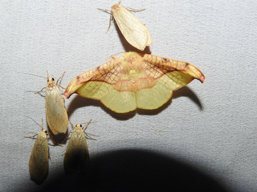 Oreta vatama