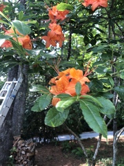 Rhododendron calendulaceum