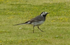 Motacilla alba