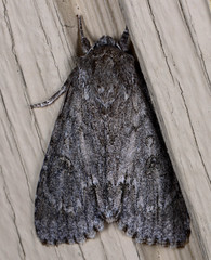 Acronicta americana