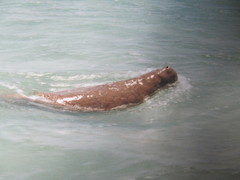 Dugong dugon