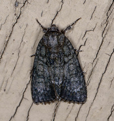 Acronicta retardata