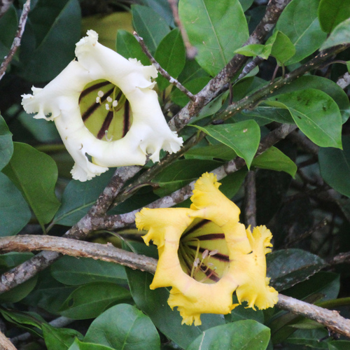 Image of Chalice vine by (c) Huey, some rights reserved (CC BY)