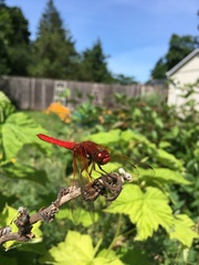 Sympetrum illotum
