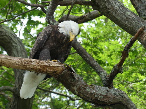 Bald Eagle photographed in New Hampshire