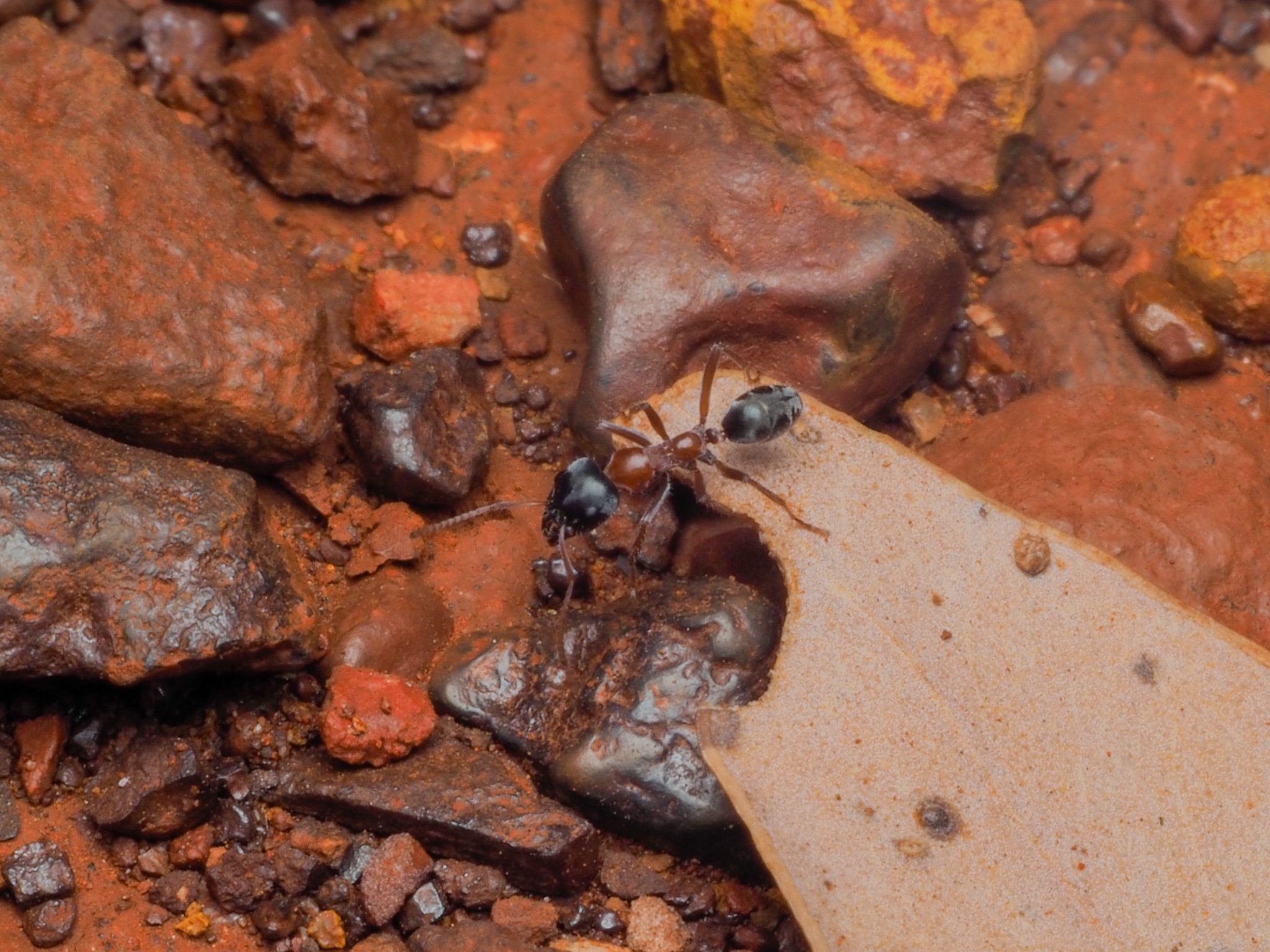 Iridomyrmex cephaloinclinus