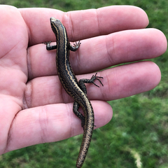 Cryptoblepharus poecilopleurus paschalis