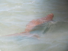 Dugong dugon