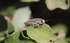 Ectinogonia buquetii