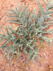 Asclepias macrosperma