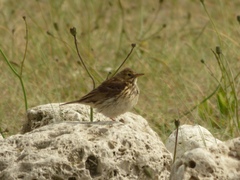 Anthus pratensis