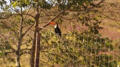 Ramphastos toco