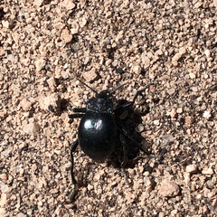 Psectrascelis intricaticollis