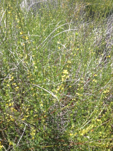 iNaturalist observation photo of bird's-foot trefoils
