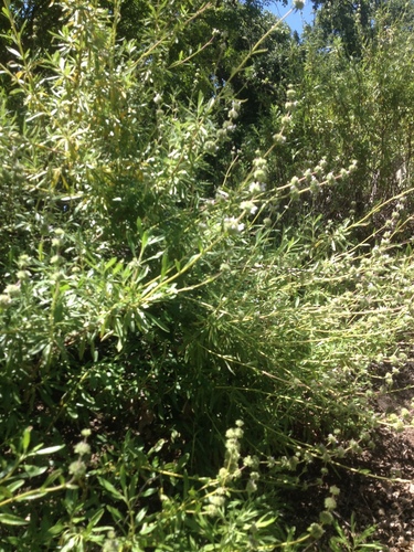 iNaturalist observation photo of black sage