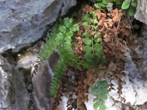 Asplenium viride iNat (2)
