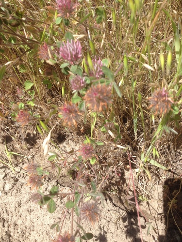 iNaturalist observation photo of Rose Clover
