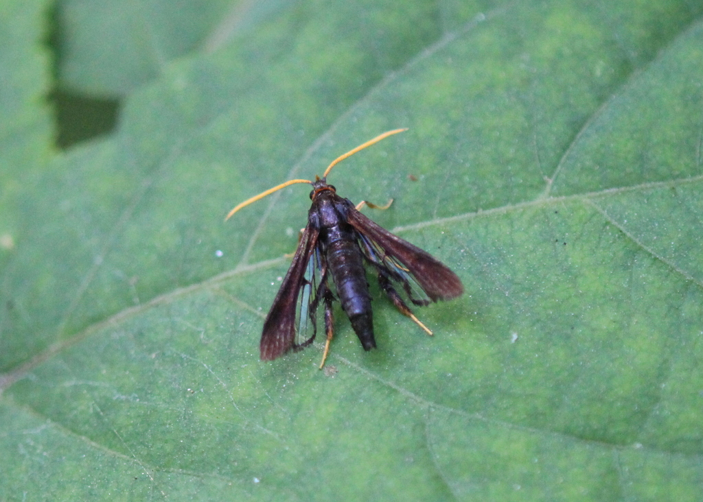 Clematis Clearwing Moth