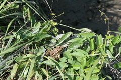 Lithobates kauffeldi