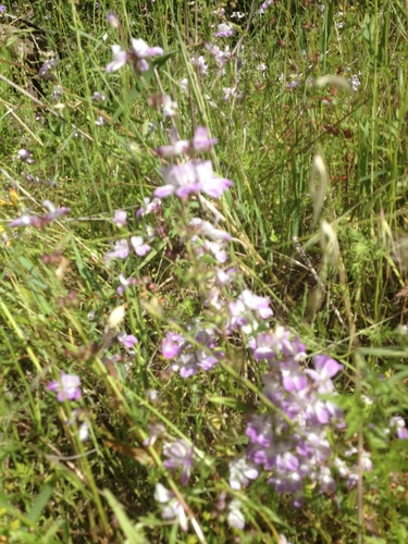 iNaturalist observation photo of Blue-eyed Marys
