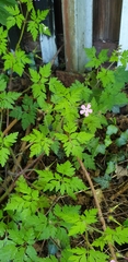 Geranium robertianum