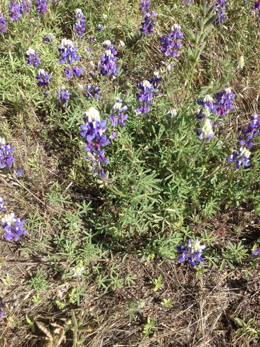 iNaturalist observation photo of lupines
