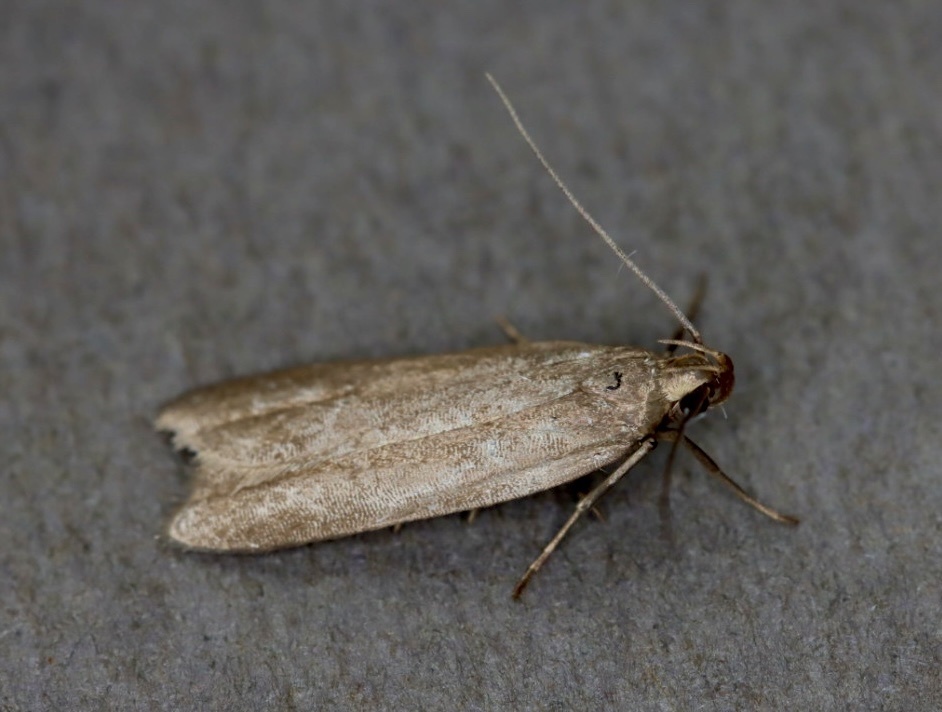 Acompsia