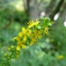 Hairy Agrimony - Photo (c) 
KENPEI, some rights reserved (CC BY-SA)