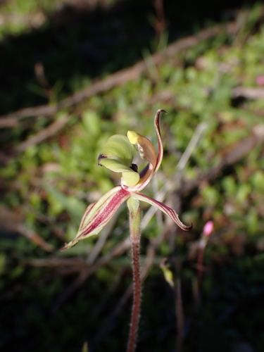 Image of Caladenia roei by (c) Nina Kerr, some rights reserved (CC BY)