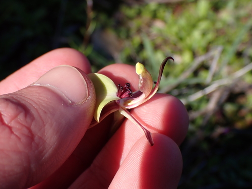 Image of Caladenia roei by (c) Nina Kerr, some rights reserved (CC BY)