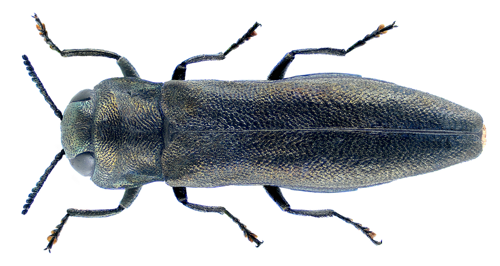 Agrilus betuleti