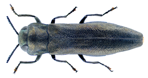Agrilus betuleti