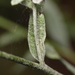 Erysiphe cruciferarum - Photo (c) Dawid Wojtachnio, algunos derechos reservados (CC BY-NC), subido por Dawid Wojtachnio