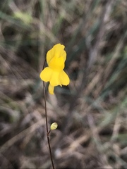 Bladderwort (Utricularia nervosa)