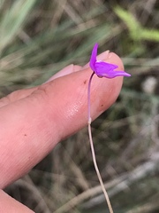 Utricularia cucullata