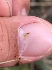 Utricularia cucullata