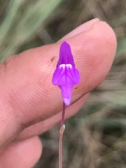 Utricularia cucullata