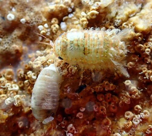 Cymodoce truncata
