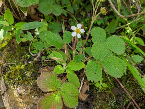 Nilgiri Strawberry (Fragaria nilgerrensis)