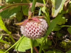 (c) Jiao Sun (孙娇), some rights reserved (CC BY) Fragaria nilgerrensis, photograph (c) Jiao Sun (孙娇), some rights reserved (CC BY)