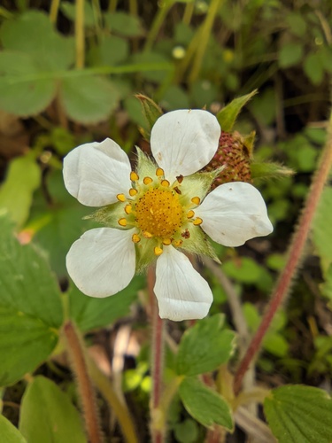 Fragaria nilgerrensis, photograph 6